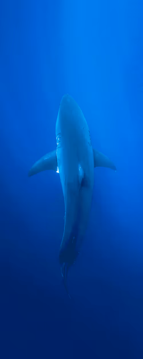 Item #70273469214053580567937401515454839942309316770709015850327309182328431969256 Media