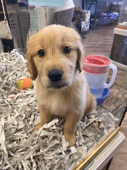 Item #96156498102766806644253239393959119174529927620756004996481508356382305288193 Media