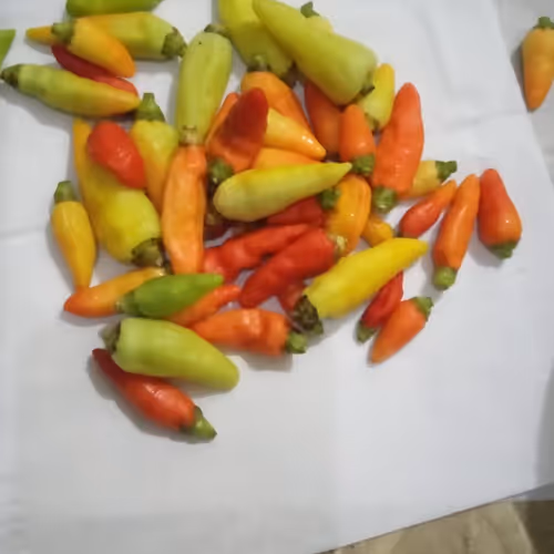 Untitled Collection #183986808