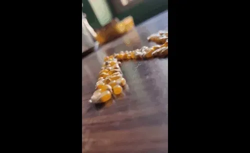 Item #114521557681587448164416414833705315608998654968609078692768572484038149799937 Media