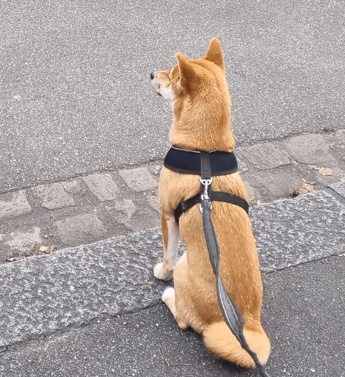 Item #51858709847349082355477028651242767391039160802379825665602477043483227979777 Media