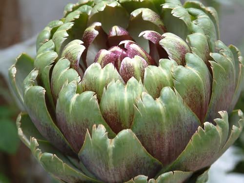 Item #72925079646173943955019179802066495558357068765344184678483369777180111273994 Media