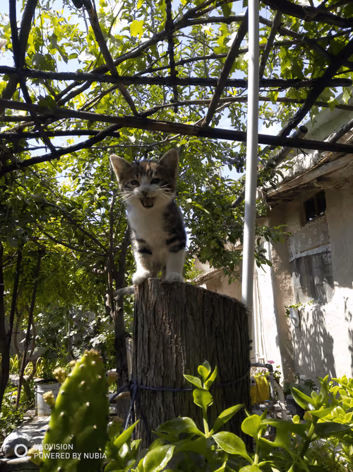 Item #53581876738018030526296833198765097323208142745183468553001527200612828053505 Media