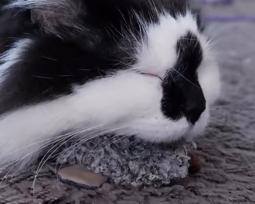 Item #13161020314009032005485822086301964352885579695205061807387255175080629501953 Media