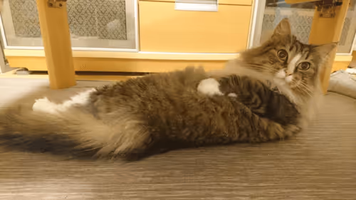 Item #88680272721371285934501562988049178859599418492822572919113237401487984820225 Media