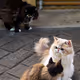 48164494532029229147984307669510440100199090659862648985322643713645457965057