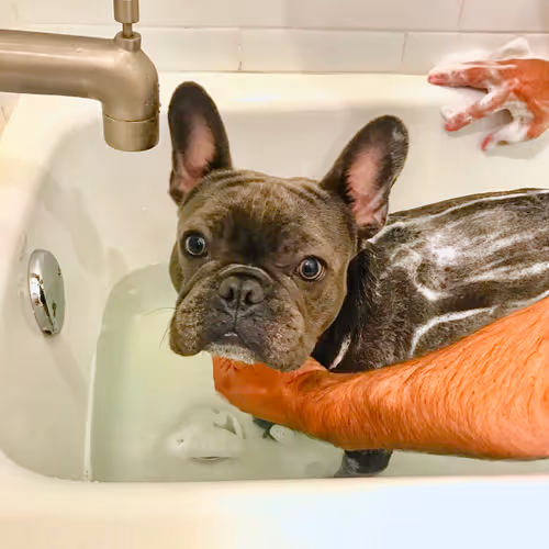 Item #99031261785432219130552668818269695456905868997165113515571762495173091655681 Media