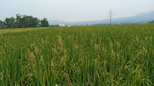 Item #68356916031059924921230192194445693761239192572255149021970435642706182012929 Media