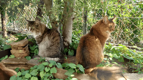 Item #88680272721371285934501562988049178859599418492822572919113237410284077842433 Media