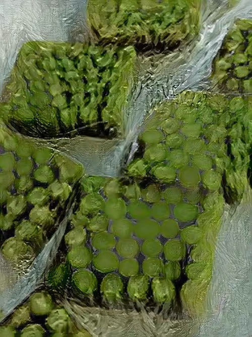 Item #36985008313839962187097413920147544039998802535989979852467658165401184894977 Media