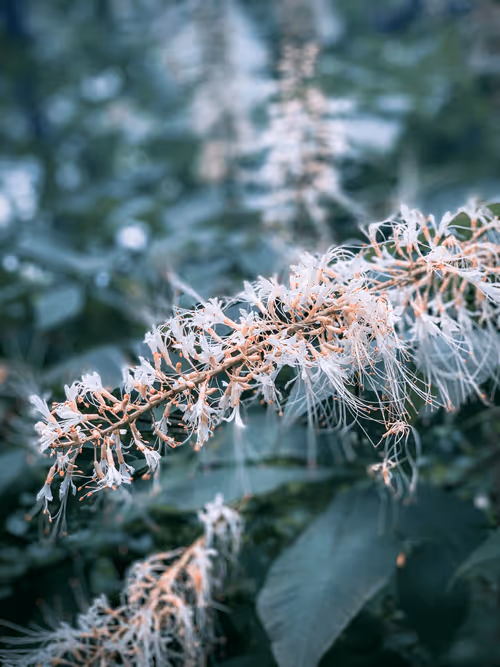 Item #108333172836631629328696584714053398631603269563571358519615745320712266579969 Media