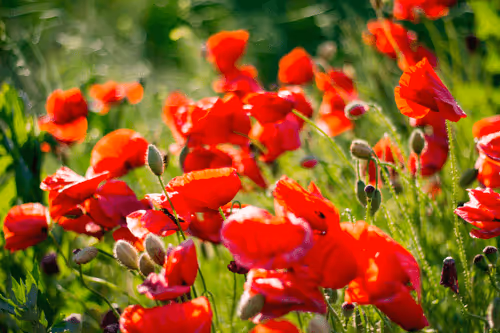 Item #67688584421011527145752111095491614752319108434343428878661255602723973234689 Media