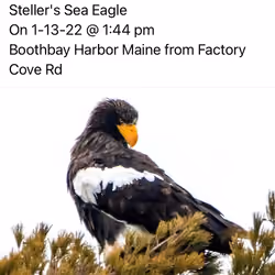 birdie birdie birdie 