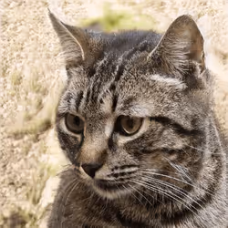 106393158711752592444527764053332067386103257112262188176365273008752686006273