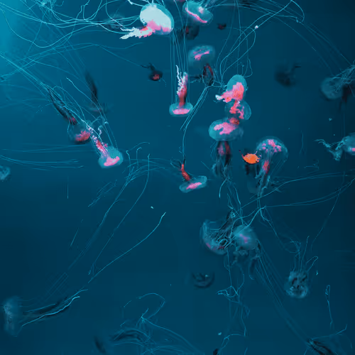 Underwater Silence