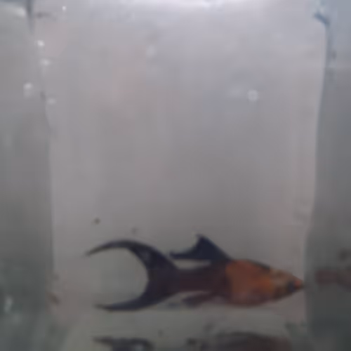 Item #90101804802764865657828771730034608216277655542209361729494176616962622226433 Media