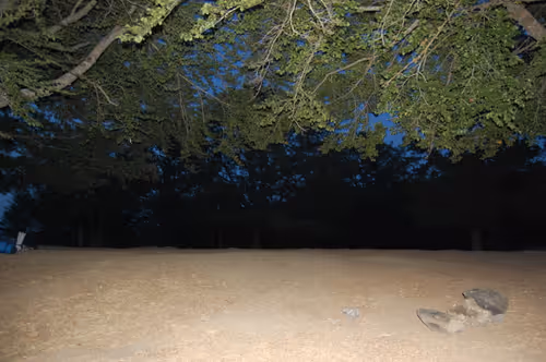 Item #56287055780979128950245095664156082691230445151418642547794192051909999722497 Media