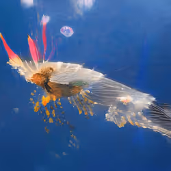 93923887731966639760197662534300547726212510779526051617655967357995099095041