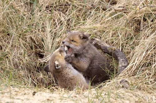 Item #13941605867614837690918824446887130433588477775612288025294768850417248894977 Media