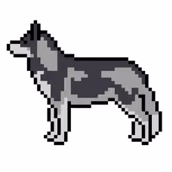 Siberian Husky