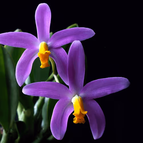 Item #26557395527935103024156889985671342145765592674552831961938483946837141094405 Media