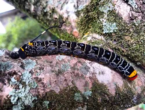 Item #39083204805328424226701303183852423297820358451573401344036649737576255586305 Media