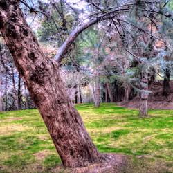 Only Tree 3