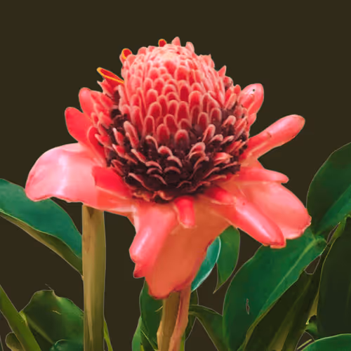 Item #43190579806433981010774040212734353374582811192863113586455236113309072621569 Media