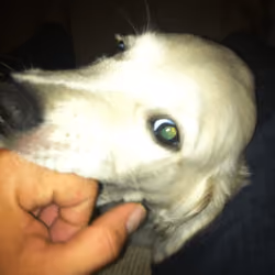 Friendly puppy with green eyes, dog showing love to my hands by lightly biting my hand