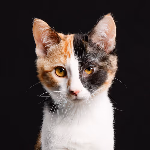 39267609400351157350082818508963900481325606176986545385386430945372602892289