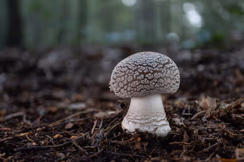 Item #64713155281190120806625528010509445569029273032710388433466981986987220664321 Media