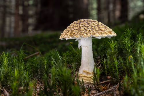 Item #64713155281190120806625528010509445569029273032710388433466981990285755547649 Media