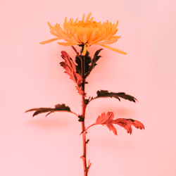 golden flower 