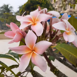Flower By The Sea