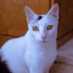 Pearl - 3