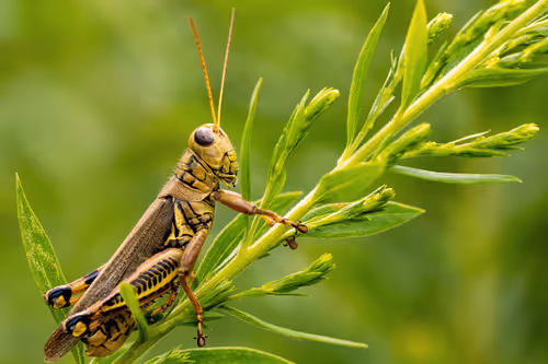 Item #101688571717009762434089317341940249362126227108207836659387340212242961399809 Media