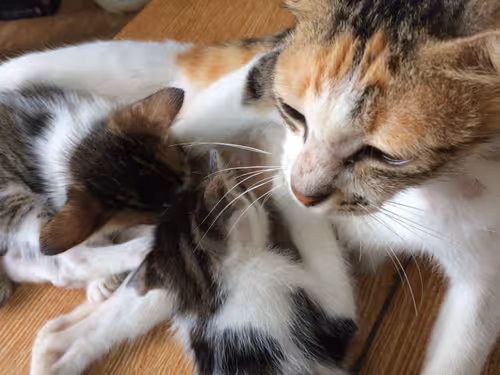 Item #48379251883092317443194330208135156888907821779132589659342184511161487065089 Media