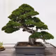 world bonsai Bonsai collection