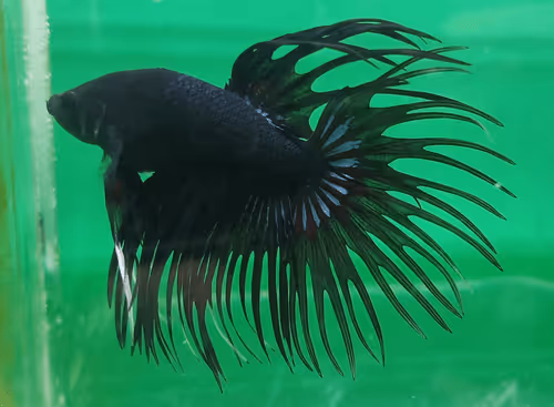 Item #76093963924936973222684762009084726555674488189040824510729450762603463704577 Media