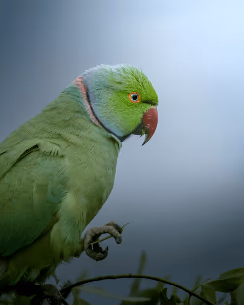 Item #61684684013370051227163866082320023750896296023852719411798081112728288624665 Media