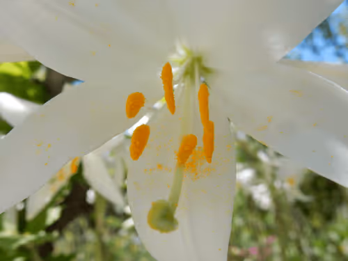 Item #53581876738018030526296833198765097323208142745183468553001527173125037359105 Media