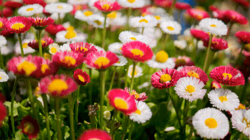 Item #75866091947728652238534111254584504918190435733442380629681527369142628253697 Media