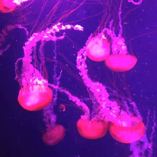 Item #112619255985110788524709411827117365366960437985936241461188011804322936389633 Media