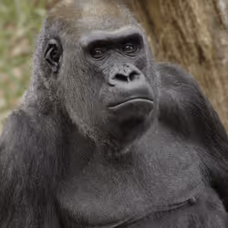 Lowland Gorilla NZP-20090210-668MM