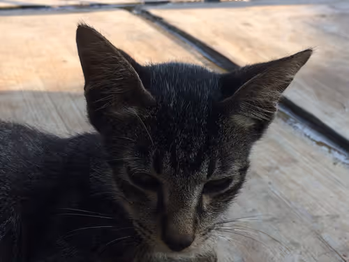 Item #48379251883092317443194330208135156888907821779132589659342184508962463809537 Media