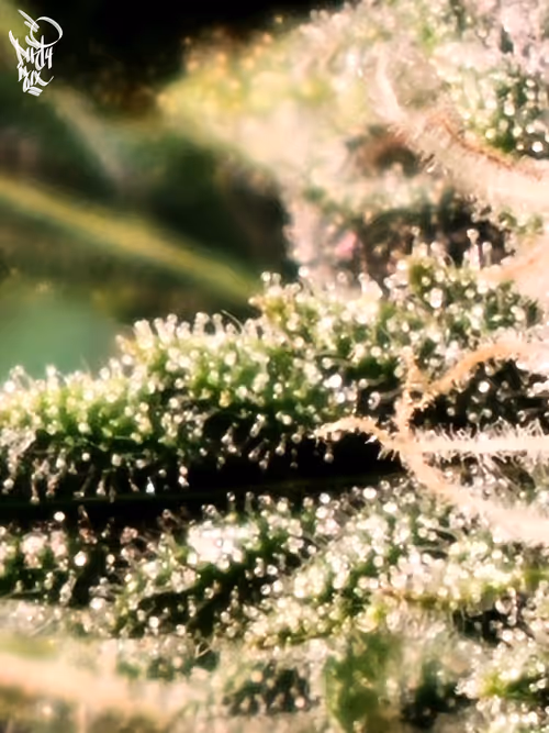 Item #5375170019579864055237503846740004616490270421629515868893561887078244941825 Media