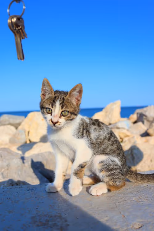 Item #44616301630561974021657187332907259092306651751540590085300476873460462649345 Media