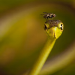 ExtraOrdinary Snake and Fly Friendship