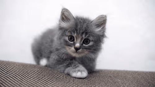 Item #15865915899171171774737831859124075338871041403581464105966369601052536209409 Media