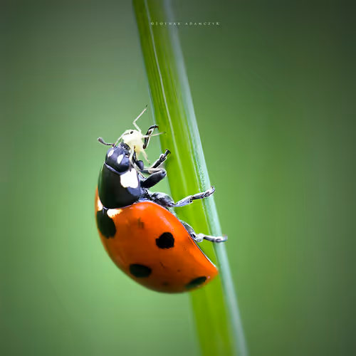 Item #113065873903366828743744079288708835697083018334279533284549130064608442187777 Media